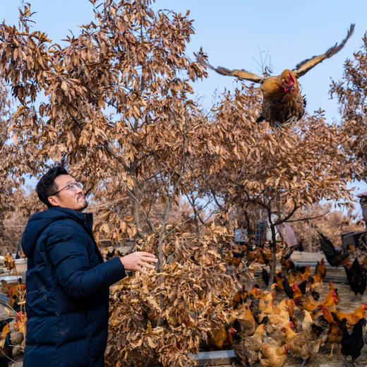 跑山健身-童子鸡 散养在昆嵛山林里，日常在林子里吃虫草之外，吃粮食、豆粕发酵的混合物，吃粮食长大的鸡，一整年都不会生病，不用喂药，身体也很棒⭐️顺丰快递 商品图1