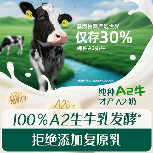 【内享汇】英氏婴幼儿A2酸奶75g（3口味任选） 商品图1