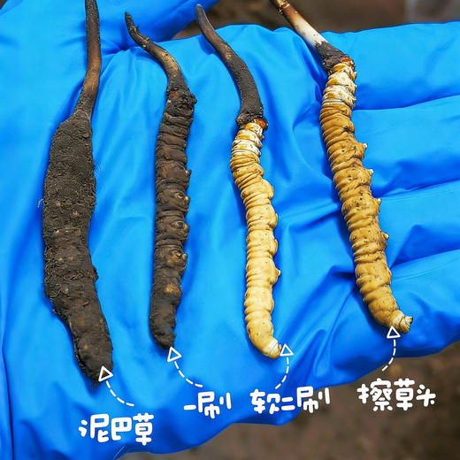【西藏那曲新鲜冬虫夏草】西藏那曲正宗产地 4600米以上高海拔产区 商品图5