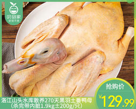 洛江山头水库散养270天黑羽土番鸭母（杀完带内脏1.9kg±200g/只）