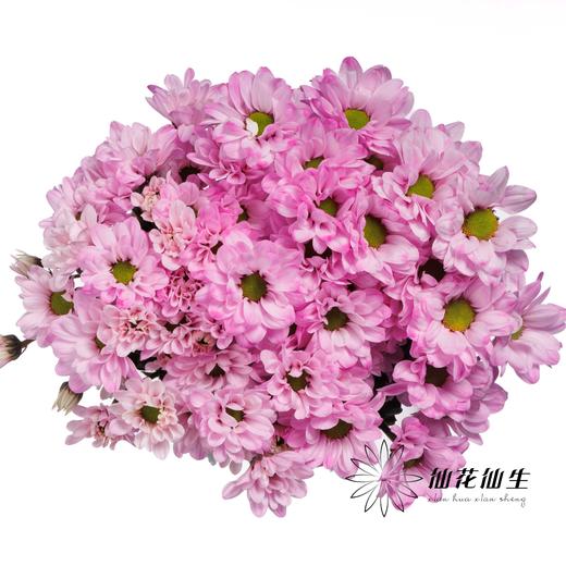 小菊 | 染色小菊粉色【人工吸染，有色差，慎重下单】 商品图1