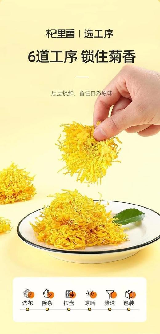 杞里香金丝皇菊  26Y04052- 商品图4