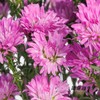 配花 | 孔雀草粉色 商品缩略图0