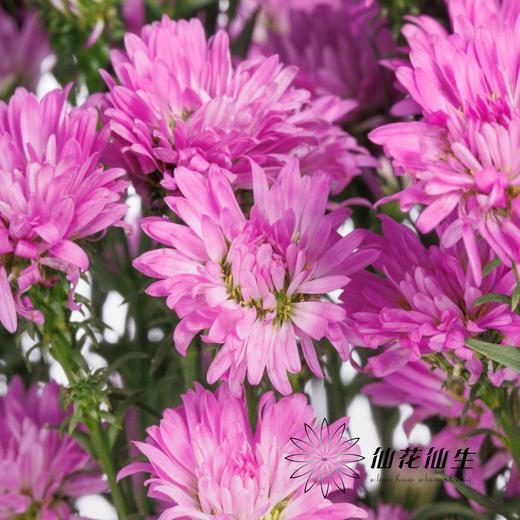 配花 | 孔雀草粉色 商品图0