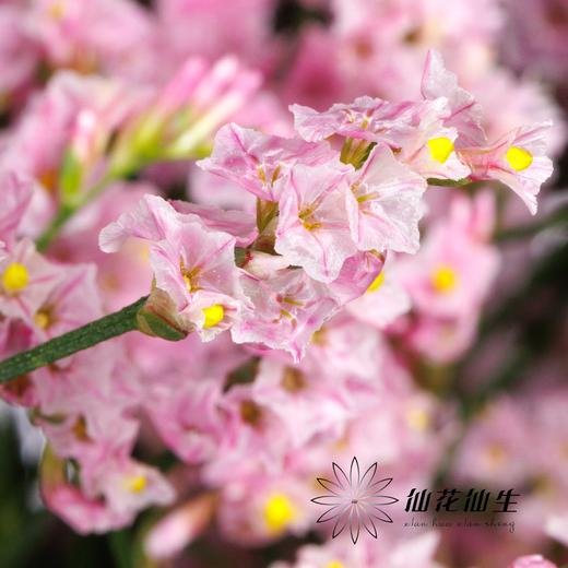 配花 | 水晶草粉色 商品图1