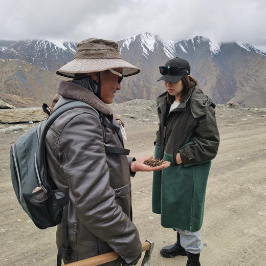 【西藏那曲新鲜冬虫夏草】西藏那曲正宗产地 4600米以上高海拔产区 商品图4