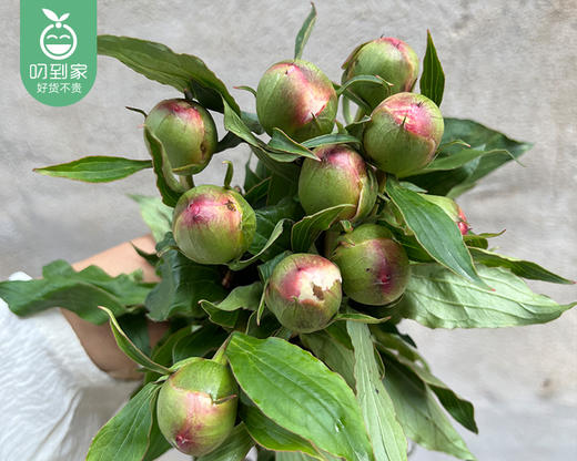 【预售-4月24日配送】凤羽落金池重瓣芍药花束（10支/束） 商品图9