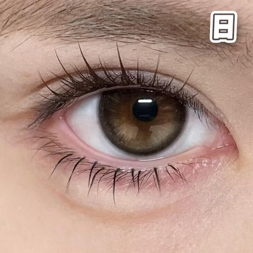 #镜面黑咖 黑棕 14.2mm 8.5基弧【10片装】国产精品 / 日抛 商品图0