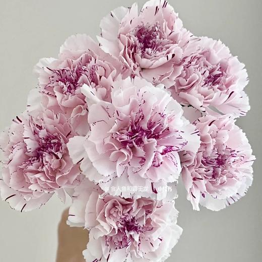 单头康乃馨 | 变异优香 商品图0