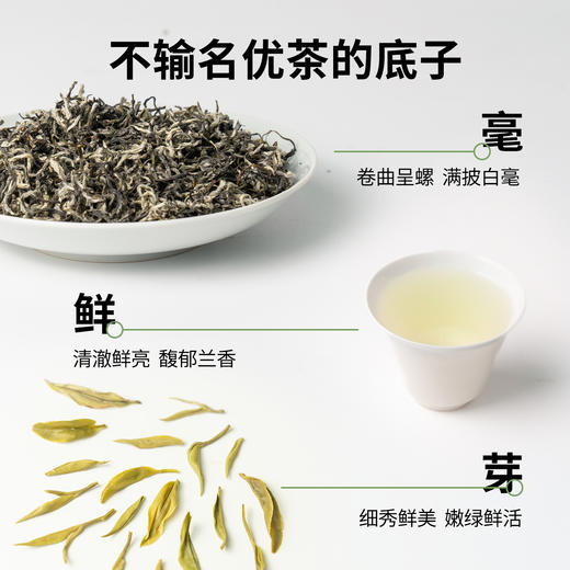 【魔造】2026年绿茶明前绿茶100g 商品图4
