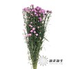配花 | 孔雀草粉色 商品缩略图1