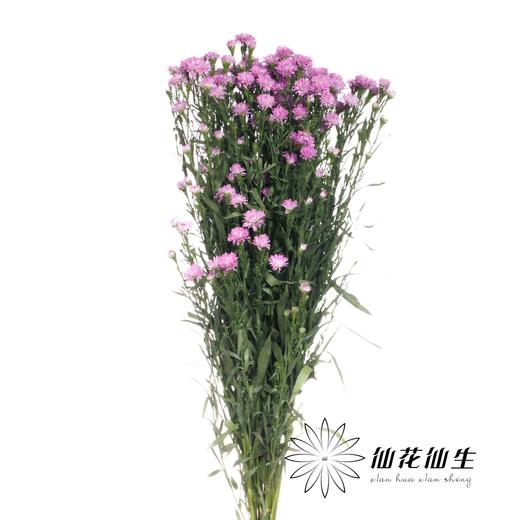 配花 | 孔雀草粉色 商品图1