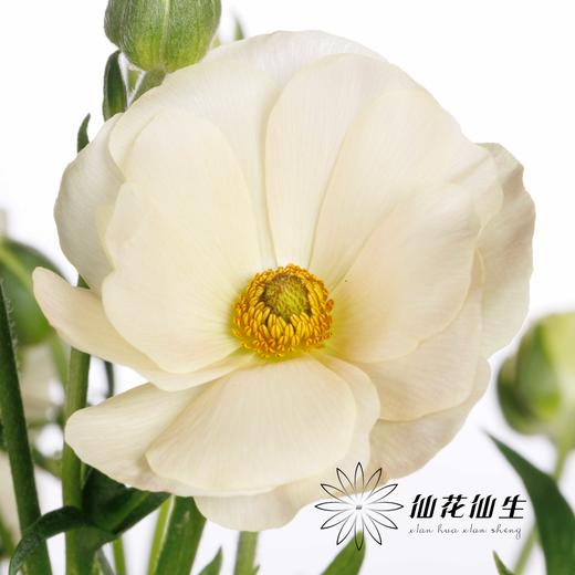 配花 ｜ 蝴蝶洋牡丹油画 商品图3