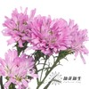 配花 | 孔雀草粉色 商品缩略图2