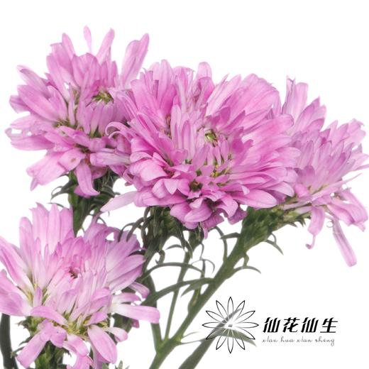 配花 | 孔雀草粉色 商品图2