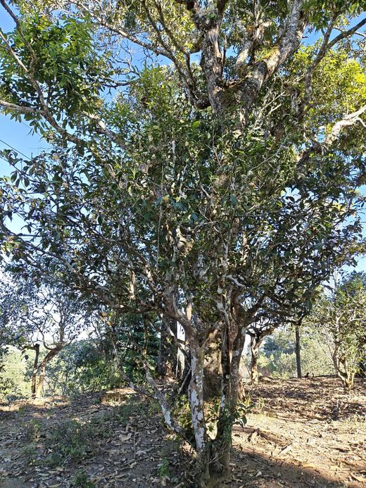 4月11日中午12点【团结丫口茶王地】2026年春茶预售茶界鼎级稀缺王比冰岛老寨茶王地更稀缺更高奢的鼎级产品，357克/饼 商品图2