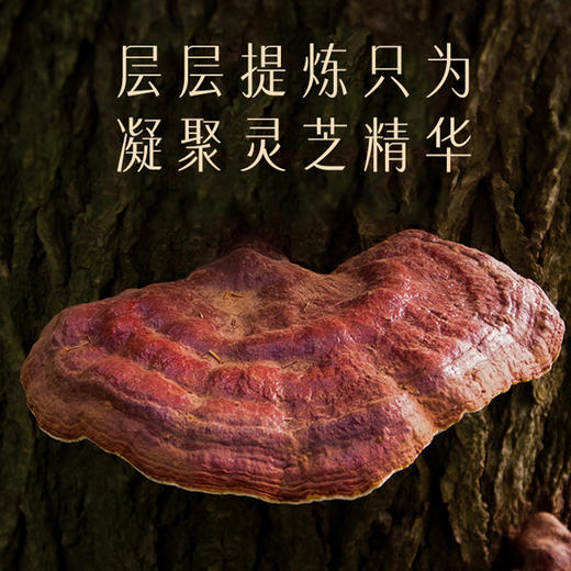 ⁵近效清【参灵饮】原199元 林下仿野生种植2年赤灵芝+长白山人参+益生元+蜂蜜 10瓶一盒 YY05-TBT 商品图1