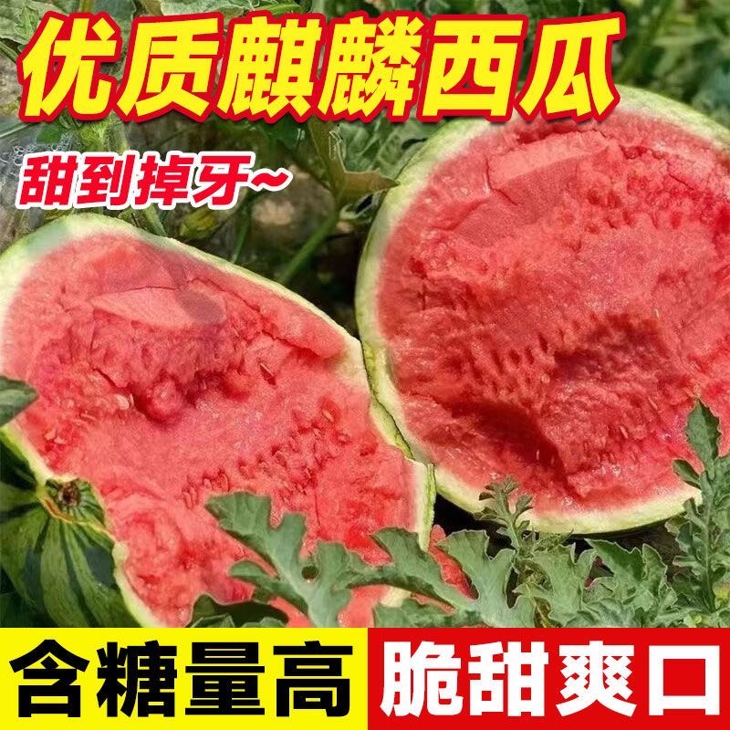 【应季鲜吃❗️正宗麒麟西瓜🔥现采现发】产地直采，清甜多汁，细嫩爽口，老人小孩都爱吃！5-10斤整箱当季新鲜水果包邮3云南甜王西瓜
