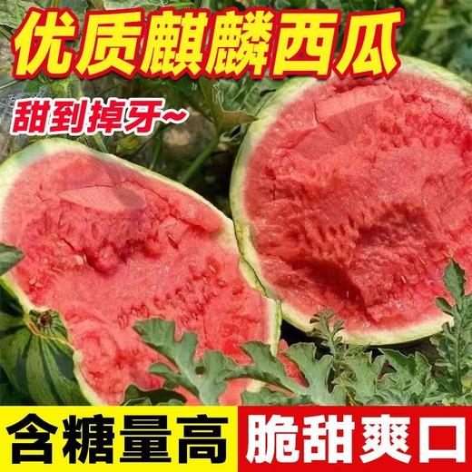 【应季鲜吃❗️正宗麒麟西瓜🔥现采现发】产地直采，清甜多汁，细嫩爽口，老人小孩都爱吃！5-10斤整箱当季新鲜水果包邮3云南甜王西瓜 商品图0