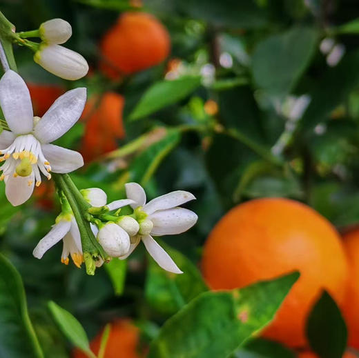 【大理酵素沃柑】天然 味道好 中大果混装 中通包邮 商品图1