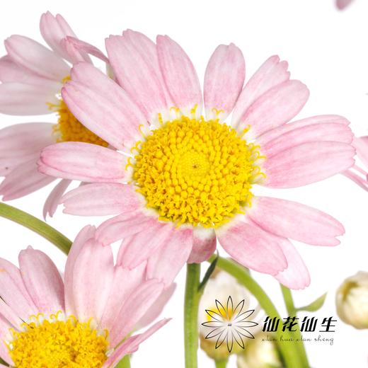 小菊 | 玛格丽特浅粉色 商品图2