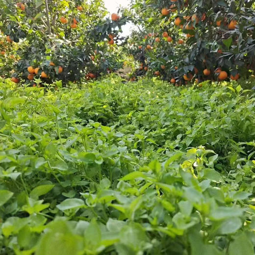 【大理酵素沃柑】天然 味道好 中大果混装 中通包邮 商品图8