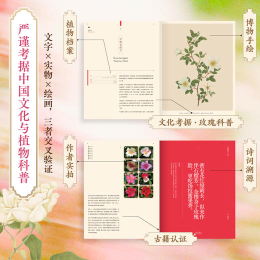 中信出版 | 寒地玫瑰定制版 玫瑰传奇：中国古老玫瑰图谱解读 商品图1