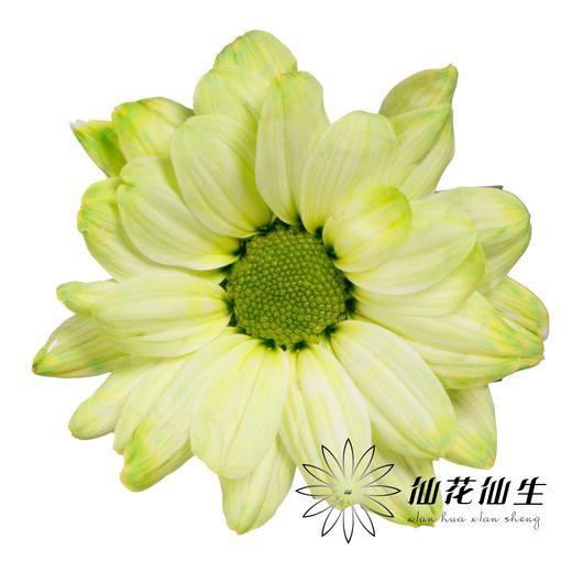 小菊 | 染色小菊绿色【人工吸染，有色差，慎重下单】 商品图0