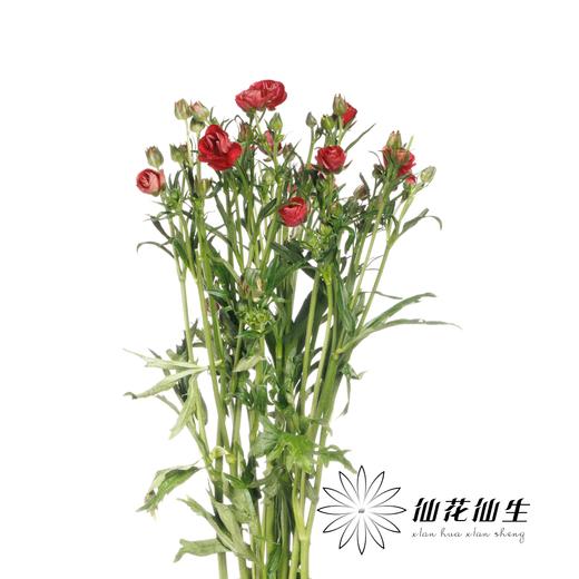 配花 | 蝴蝶洋牡丹复古红 商品图1