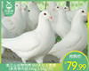 洛江山谷物饲养360天以上老鸽（杀完带内脏350g±50g/只） 商品缩略图0