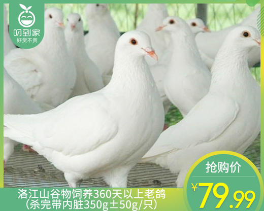 洛江山谷物饲养360天以上老鸽（杀完带内脏350g±50g/只） 商品图0