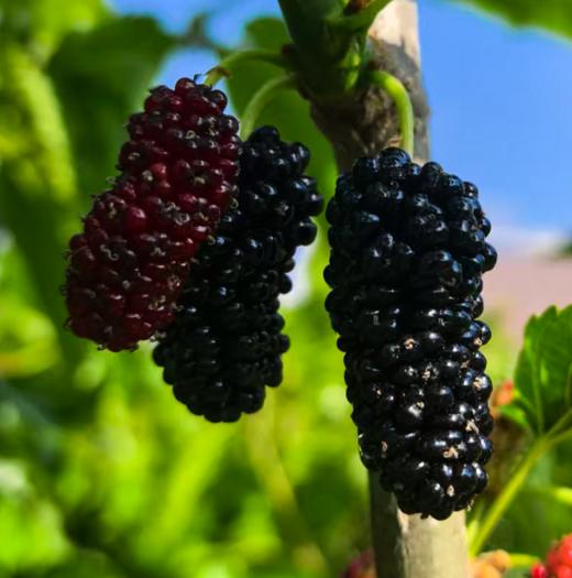 桑葚干160g/瓶 商品图7