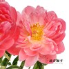 【昆明仓】国产芍药 | 夏威夷珊瑚（有几率开成单瓣，介意慎拍） 商品缩略图3