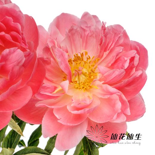 【昆明仓】国产芍药 | 夏威夷珊瑚（有几率开成单瓣，介意慎拍） 商品图3