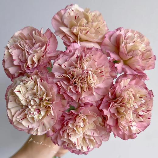 单头康乃馨 | 焦糖古董 商品图0