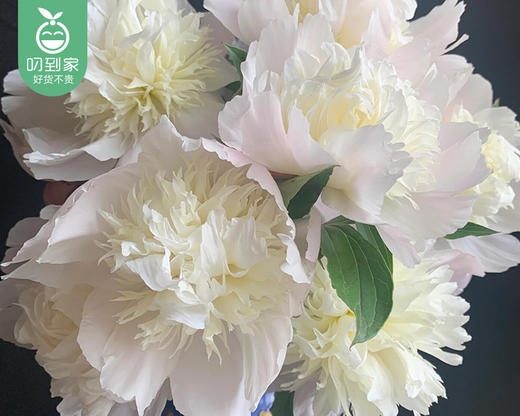 【预售-4月24日配送】凤羽落金池重瓣芍药花束（10支/束） 商品图3