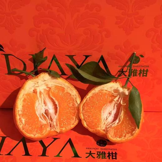 【会员15/斤】 探蜜熊大雅柑 商品图0