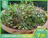 【叼鲜蔬】三明新鲜石橄榄/1份（100g±10g） 商品缩略图0