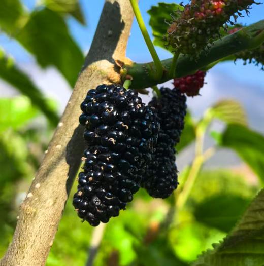 桑葚干160g/瓶 商品图6