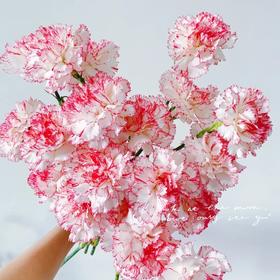 单头康乃馨 | 西雅图