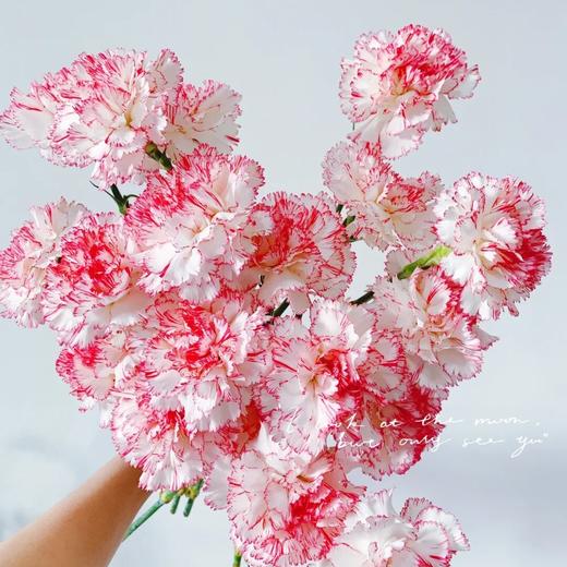 单头康乃馨 | 西雅图 商品图0