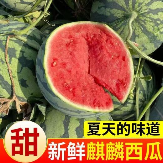 【应季鲜吃❗️正宗麒麟西瓜🔥现采现发】产地直采，清甜多汁，细嫩爽口，老人小孩都爱吃！5-10斤整箱当季新鲜水果包邮3云南甜王西瓜 商品图1
