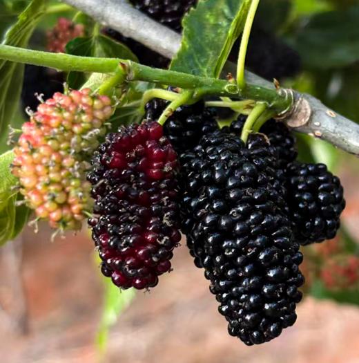 桑葚干160g/瓶 商品图5