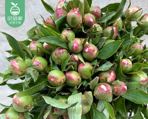 【预售-4月24日配送】凤羽落金池重瓣芍药花束（10支/束） 商品图7