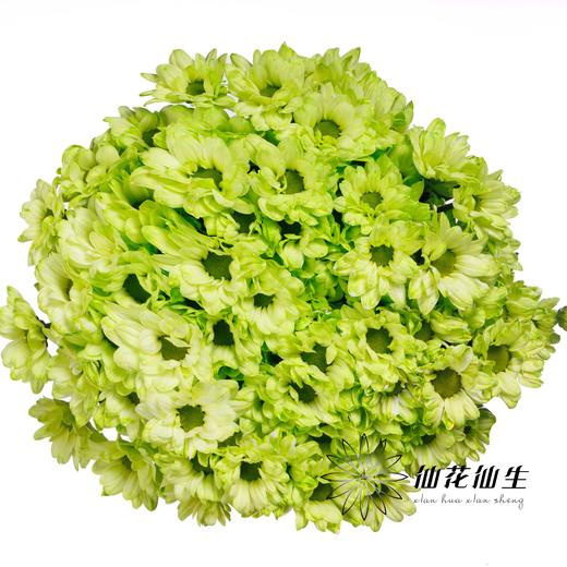 小菊 | 染色小菊绿色【人工吸染，有色差，慎重下单】 商品图1