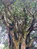 4月11日中午12点【团结丫口茶王地】2026年春茶预售茶界鼎级稀缺王比冰岛老寨茶王地更稀缺更高奢的鼎级产品，357克/饼 商品缩略图4