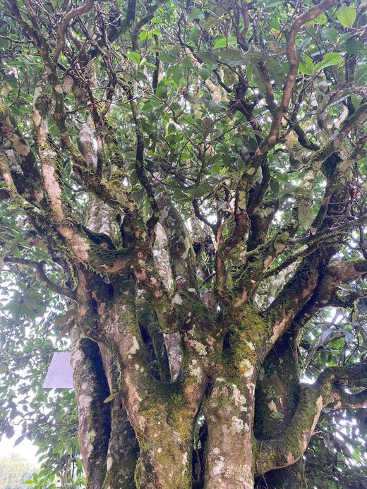 4月11日中午12点【团结丫口茶王地】2026年春茶预售茶界鼎级稀缺王比冰岛老寨茶王地更稀缺更高奢的鼎级产品，357克/饼 商品图4