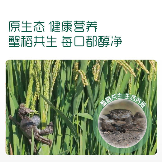 【内享汇】英氏2阶婴幼儿蟹田大米米饼 48g/盒 商品图2