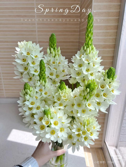 【2026.4.10】特价：1扎5枝A级圣星百合19.9（现货 下单即可到店自提） 商品图0