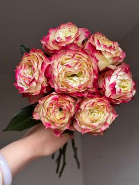 复合色单头玫瑰20枝